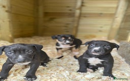 Mixed Breed dogs for sale: BorderBullies - Image 7