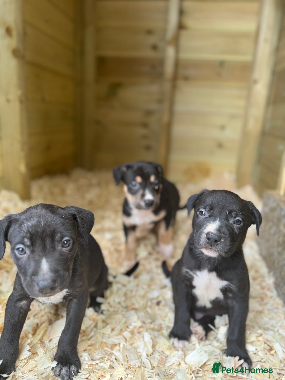 Mixed Breed dogs for sale: BorderBullies - Image 7
