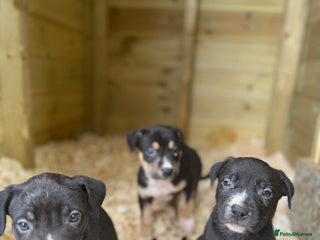 Mixed Breed dogs - Advert 17