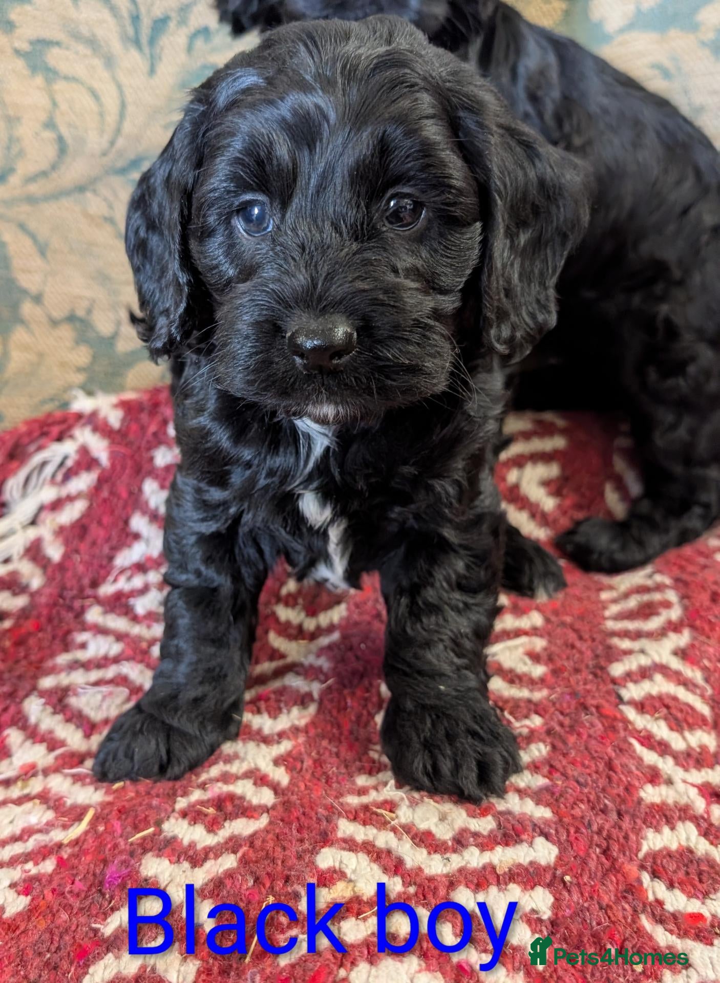 Cockapoo dogs Licensed breeder, health tested F1 cockapoos - Advert 2