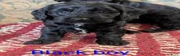Cockapoo dogs for sale: Licensed breeder, health tested F1 cockapoos - Advert 21