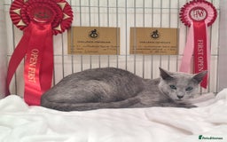 Russian Blue cats for sale: GCCF, CHAMPION SIRED RUSSIAN BLUE KITTENS - Advert 17