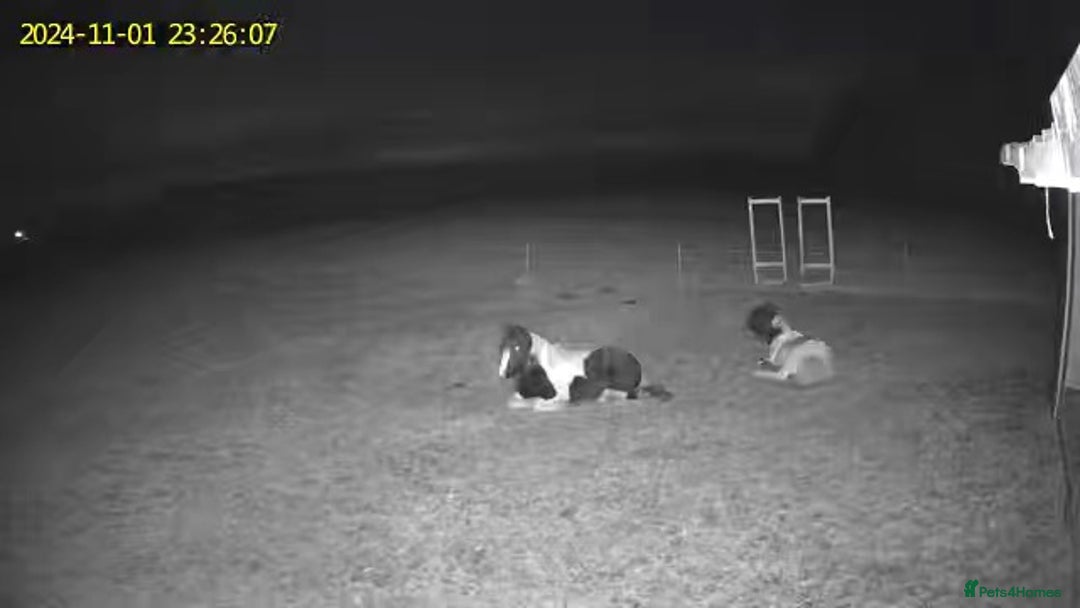 Irish Cob horses for sale: 14.2 5 year old mare in Stamford - Advert 13