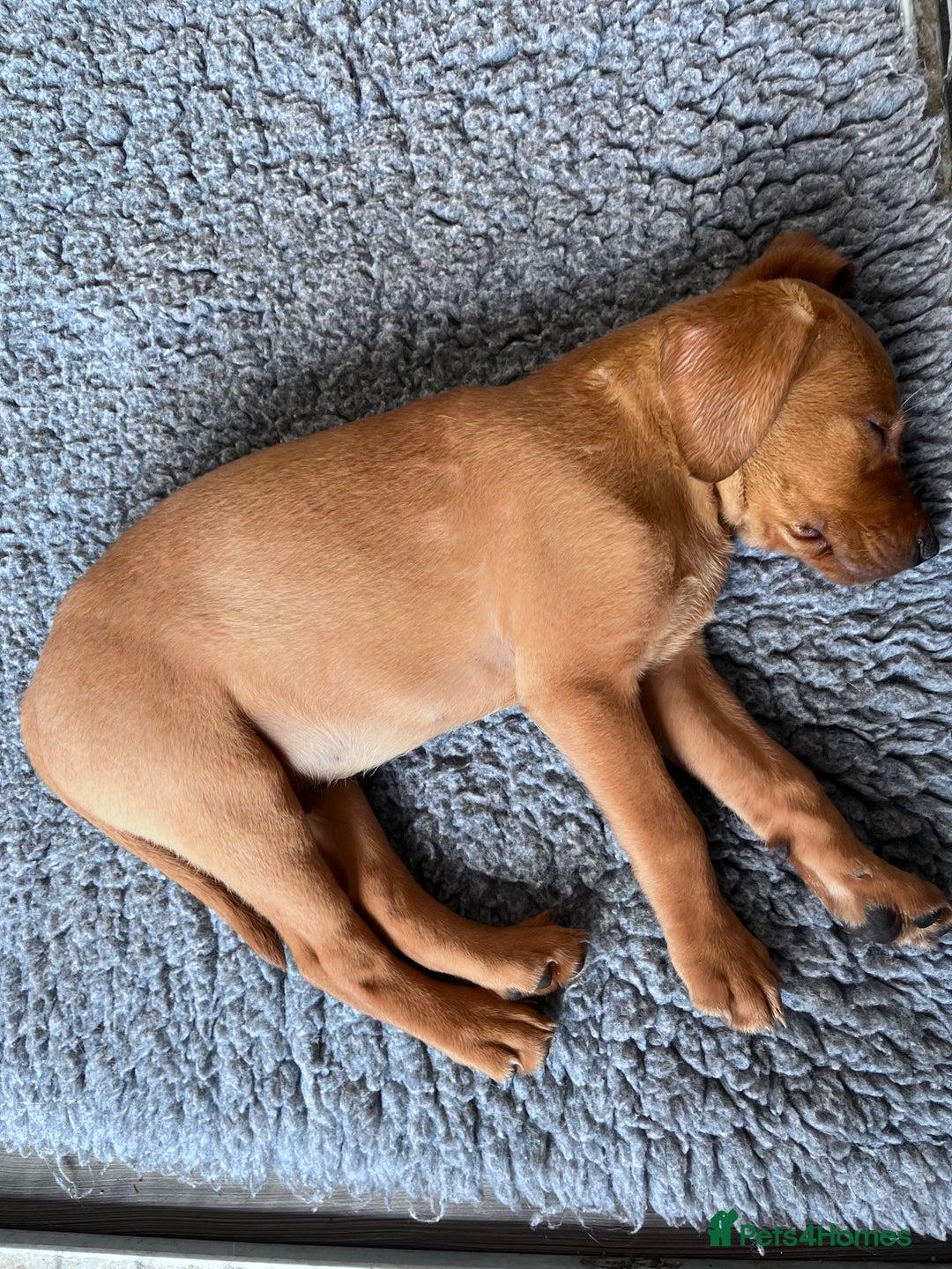 Labrador Retriever dogs for sale: KC Registered MacBruce Fox Red Labrador Puppies  - Image 6