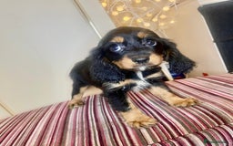 Cavapoo dogs for sale: F1 Cavapoo puppies - Advert 4