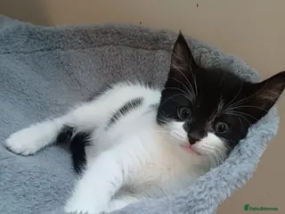 Mixed Breed cats Lovely kittens - Advert 1