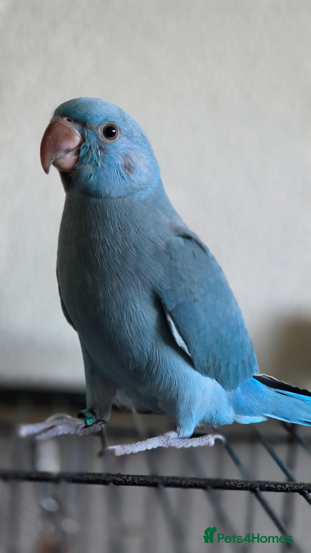 Ringnecks birds for sale: Female IRN for sale - Advert 1