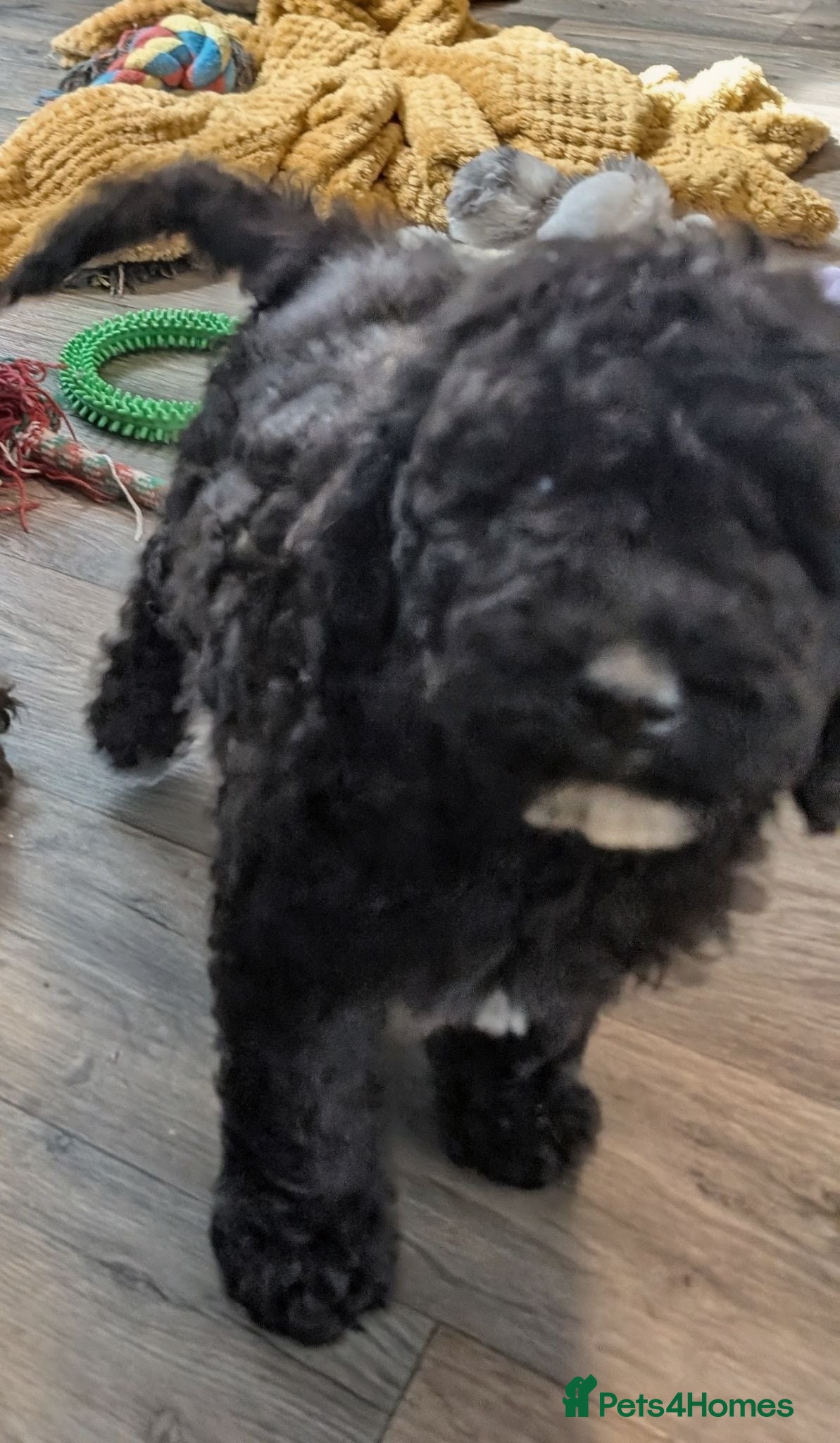 Cavapoo dogs READY TODAY - Vet checked and vaccinated - Advert 2