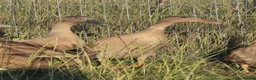 Ducks poultry for sale:  Ducklings Indian Runner Khaki Campbell Appleyard - Advert 3