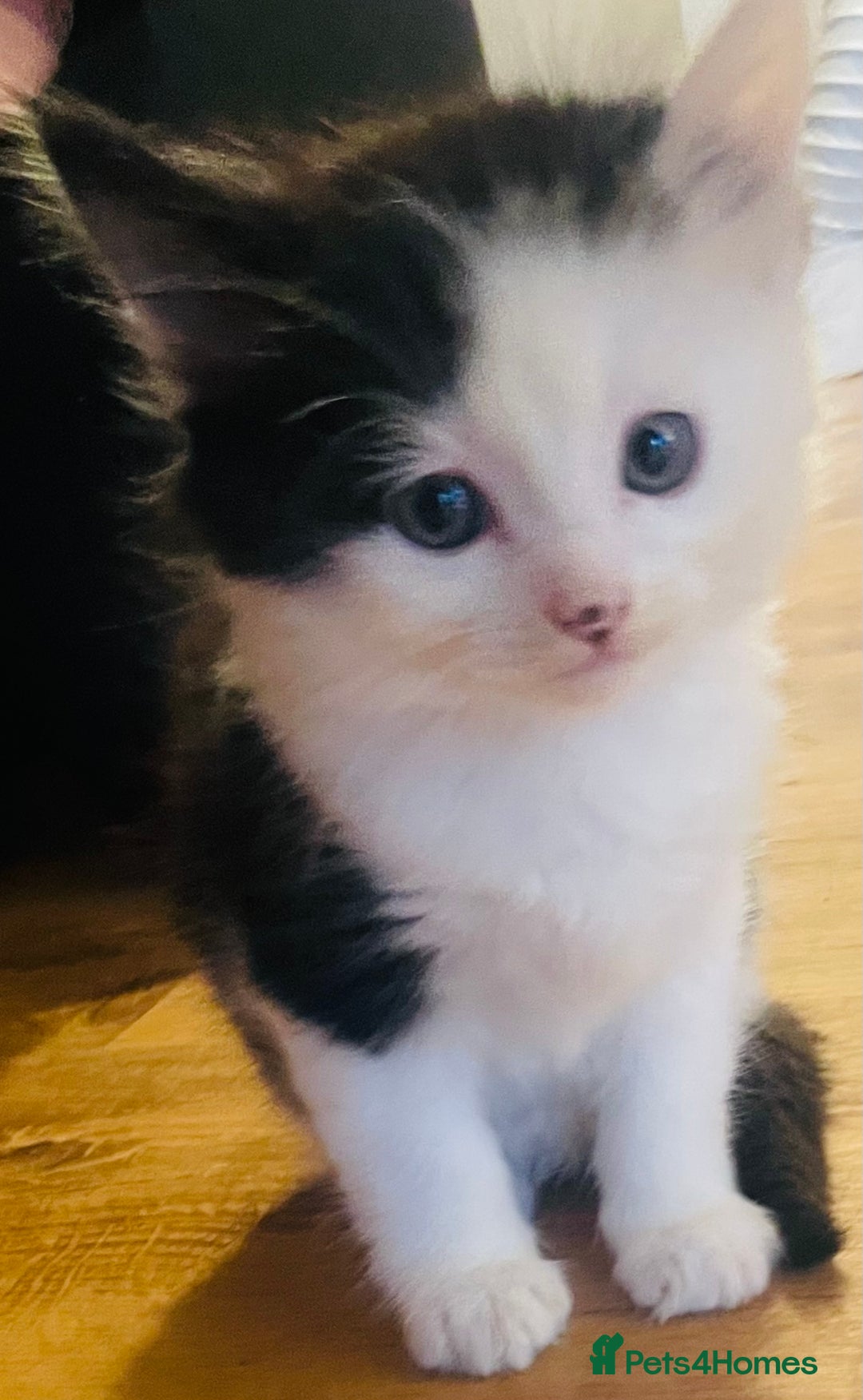 British Longhair cats for sale: Cute long haired kittens  - Image 5