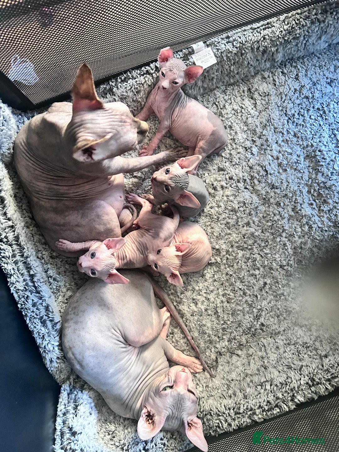 Sphynx cats for sale: Beautiful cats sphynx - Advert 2