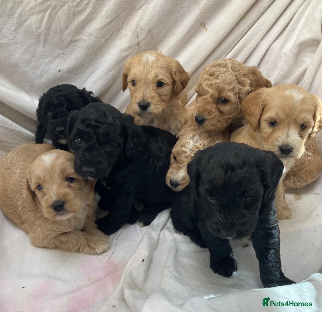 Cockapoo dogs for sale: F2 cockapoo puppies  in Cannock - Advert 1