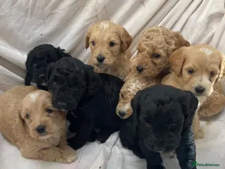 Cockapoo dogs F2 cockapoo puppies - Advert 1