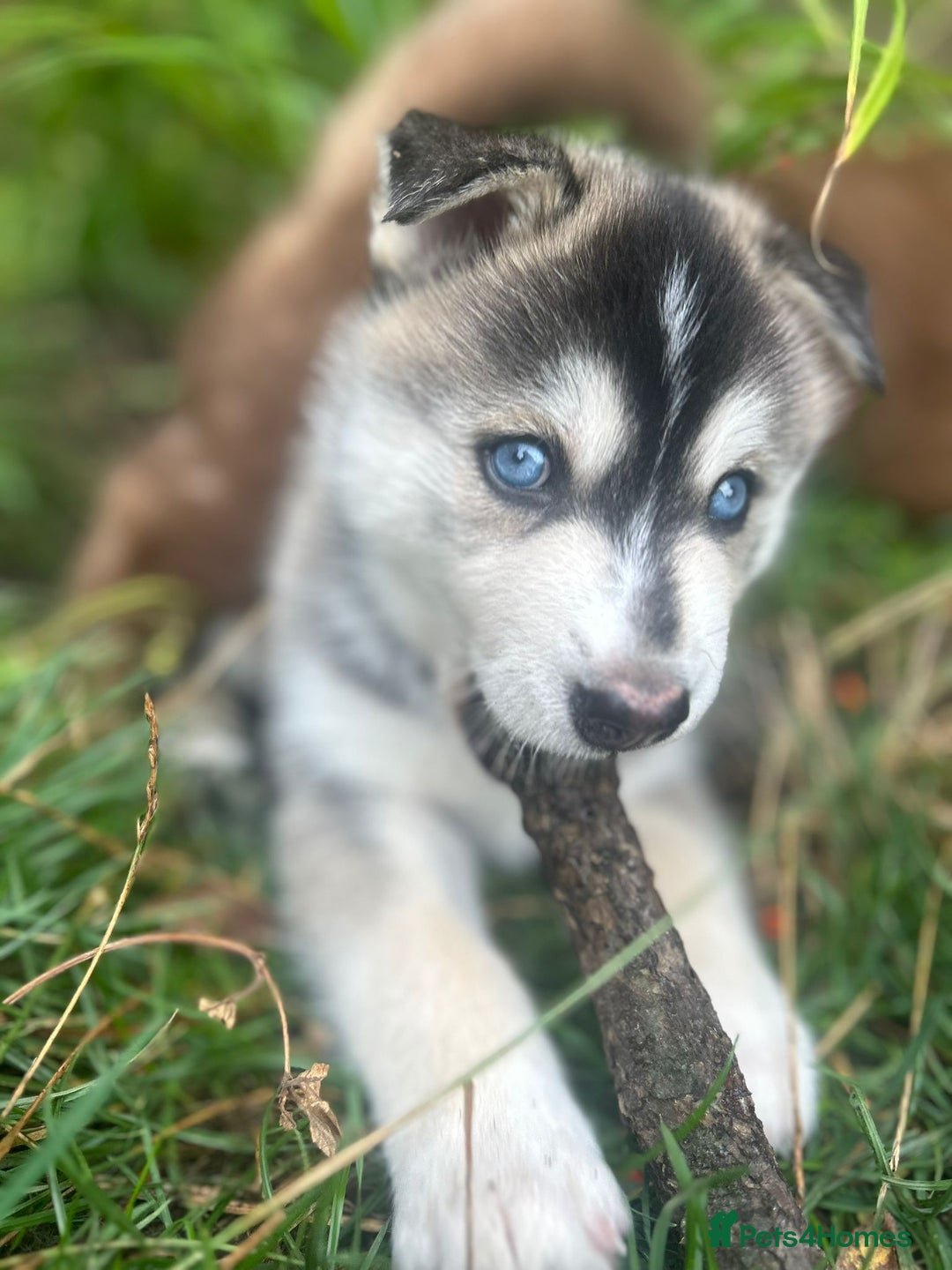 Pomsky dogs for stud: Pomsky Proven Stud | Blue Eyes  - Advert 5