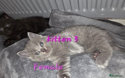 British Shorthair cats for sale: Kittens - Image 5