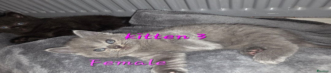 British Shorthair Kitten 3