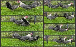 Chickens poultry for sale: Silver Campine chickens - Image 1
