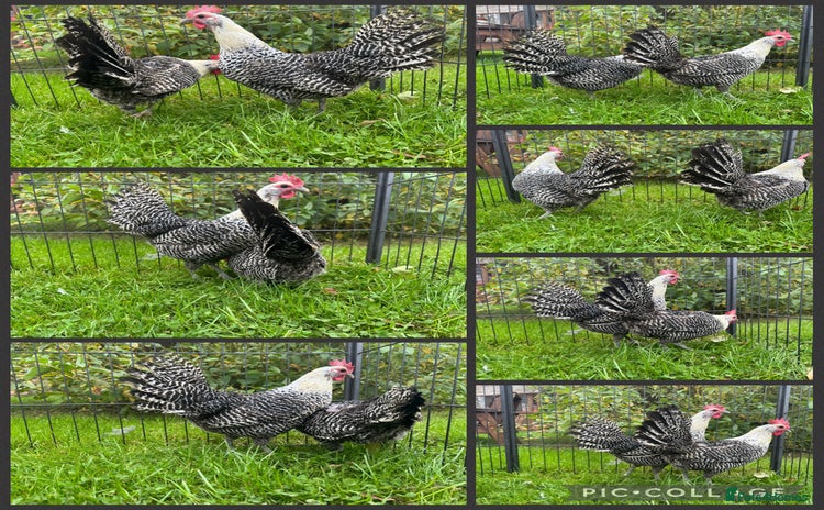 Chickens poultry - Advert 14