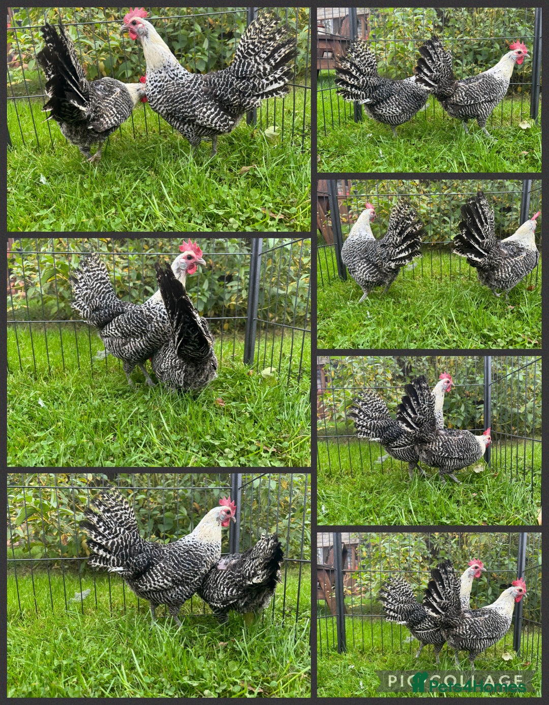 Chickens poultry for sale: Silver Campine chickens - Image 1