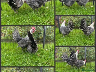 Chickens poultry - Advert 4