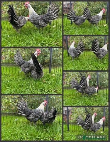 Chickens poultry - Advert 12