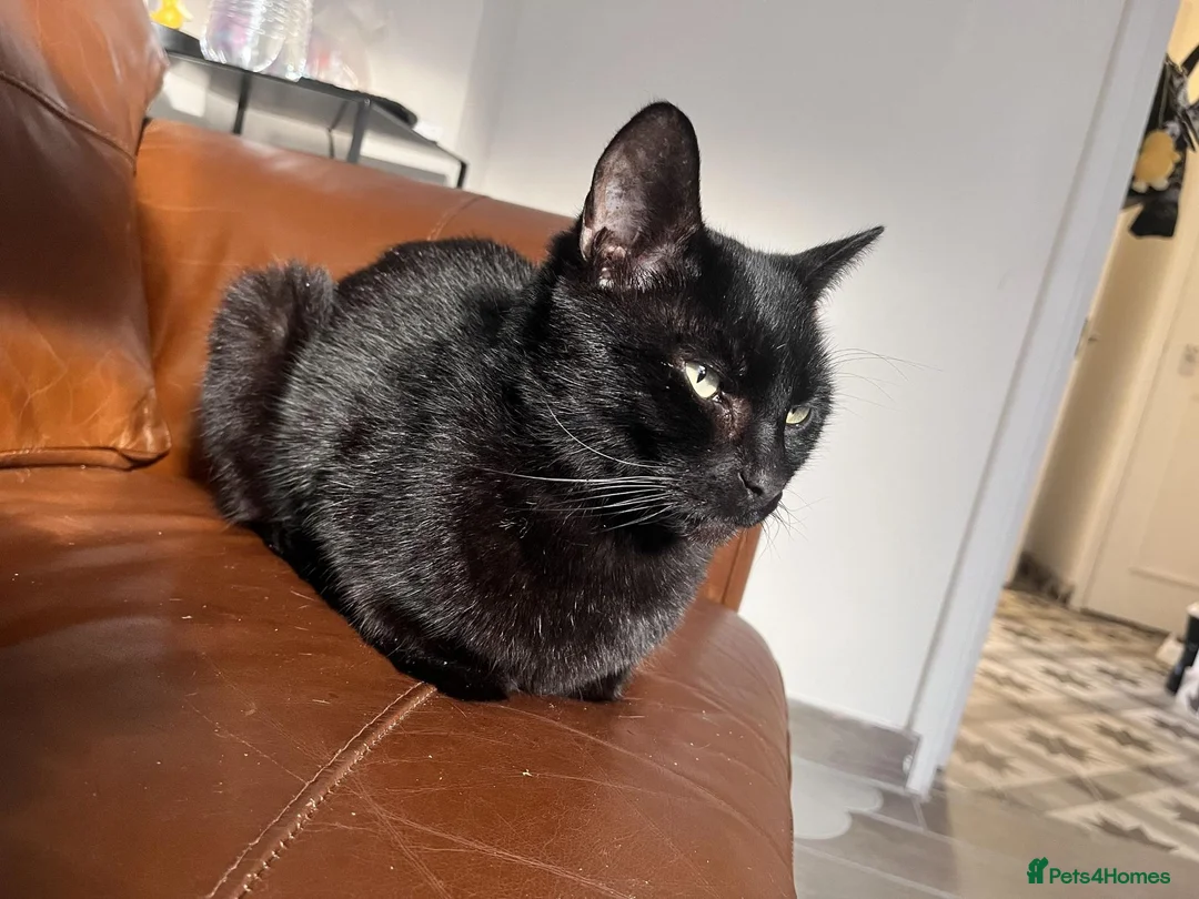 British Shorthair cats for sale: Rehoming 2 Cats in Bristol - Advert 4