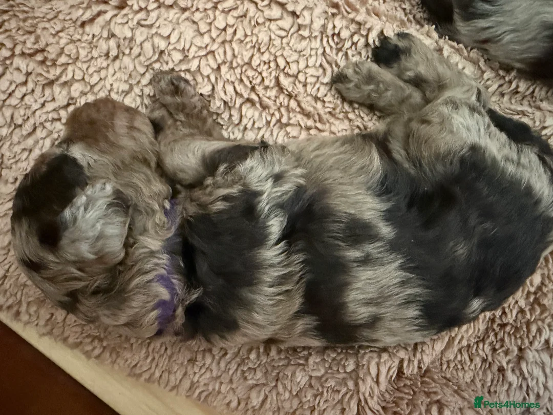 Cockapoo dogs for sale: Cockapoo experience from birth to home 12.5.26 🥰 - Advert 31