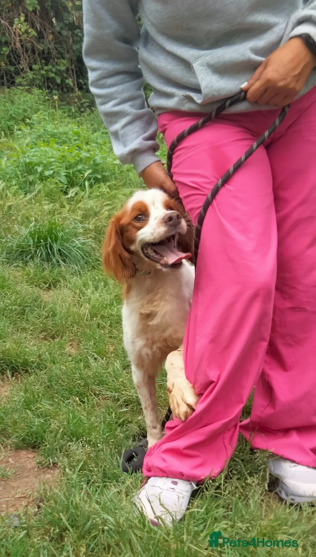 Brittany Spaniel dogs for adoption: Tango - Advert 2