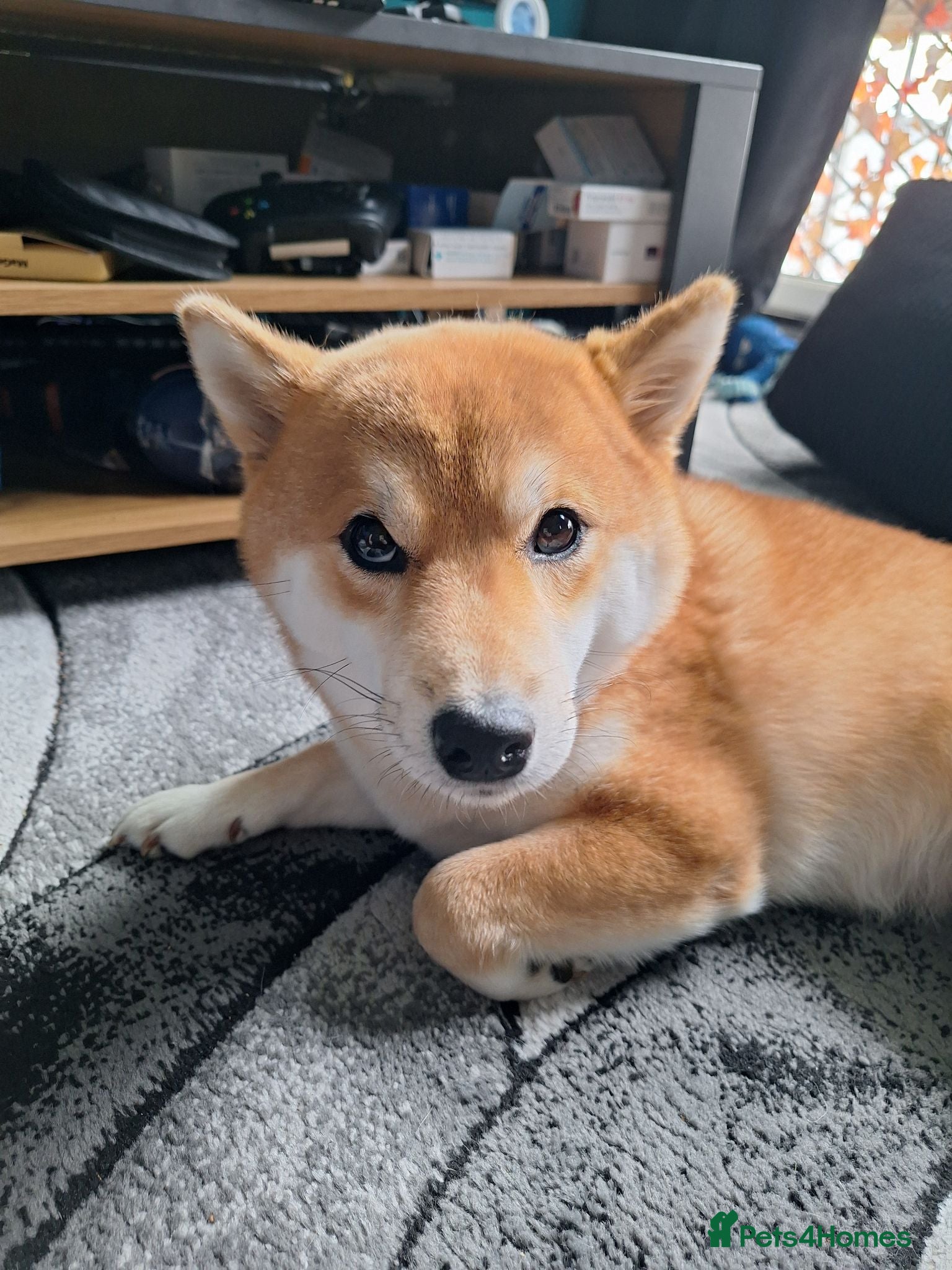Japanese Shiba Inu dogs 1 Year & 7 Months Old Shiba Inu - Advert 15