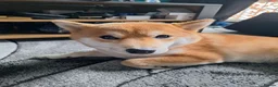 Japanese Shiba Inu dogs for sale: 1 Year & 7 Months Old Shiba Inu in Clydebank - Advert 1