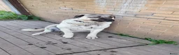 Anatolian Shepherd dogs for sale: Turkish Kangal - Advert 7