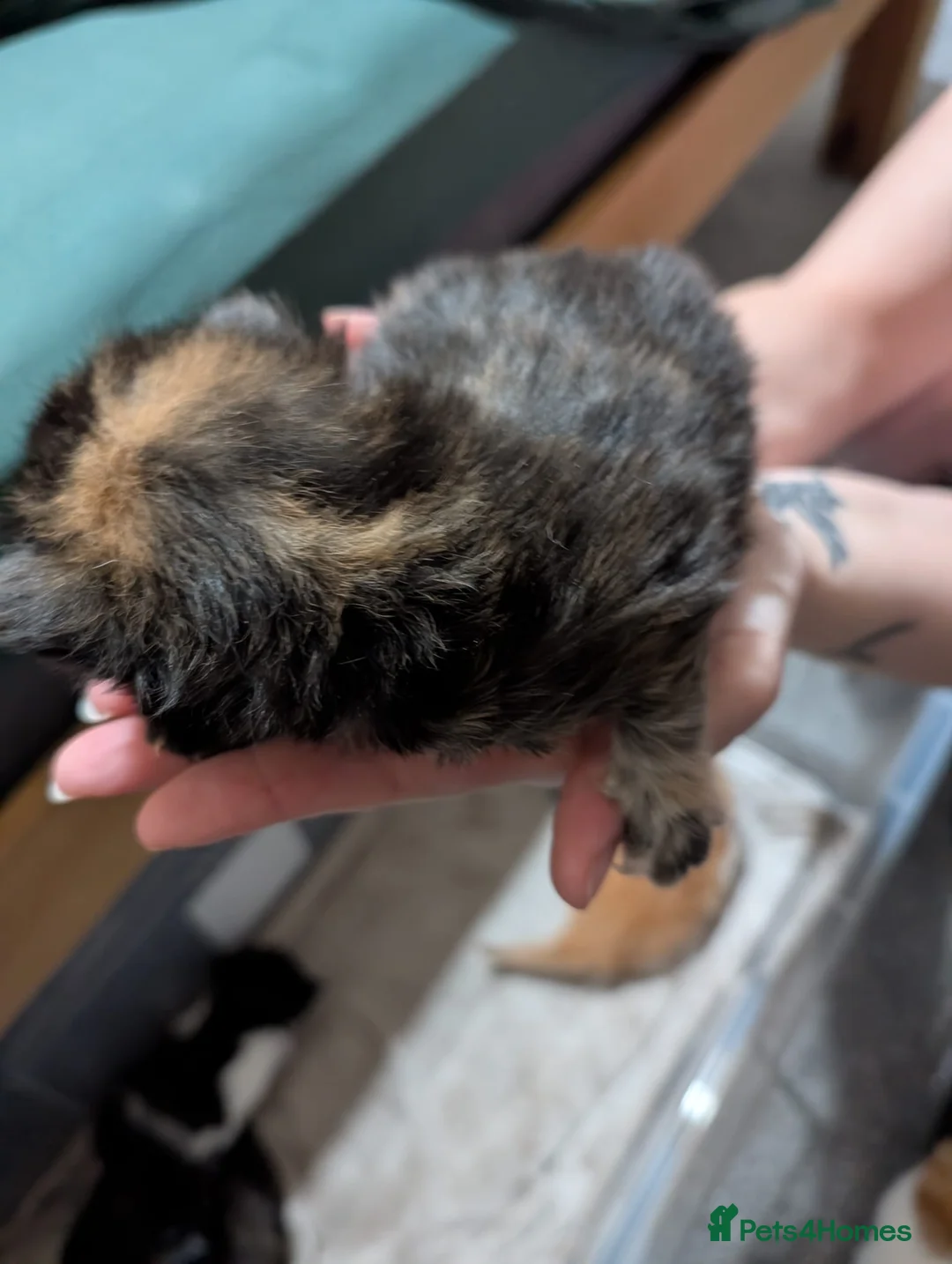 Mixed Breed cats for sale: Mixed kittens for sale - Advert 3