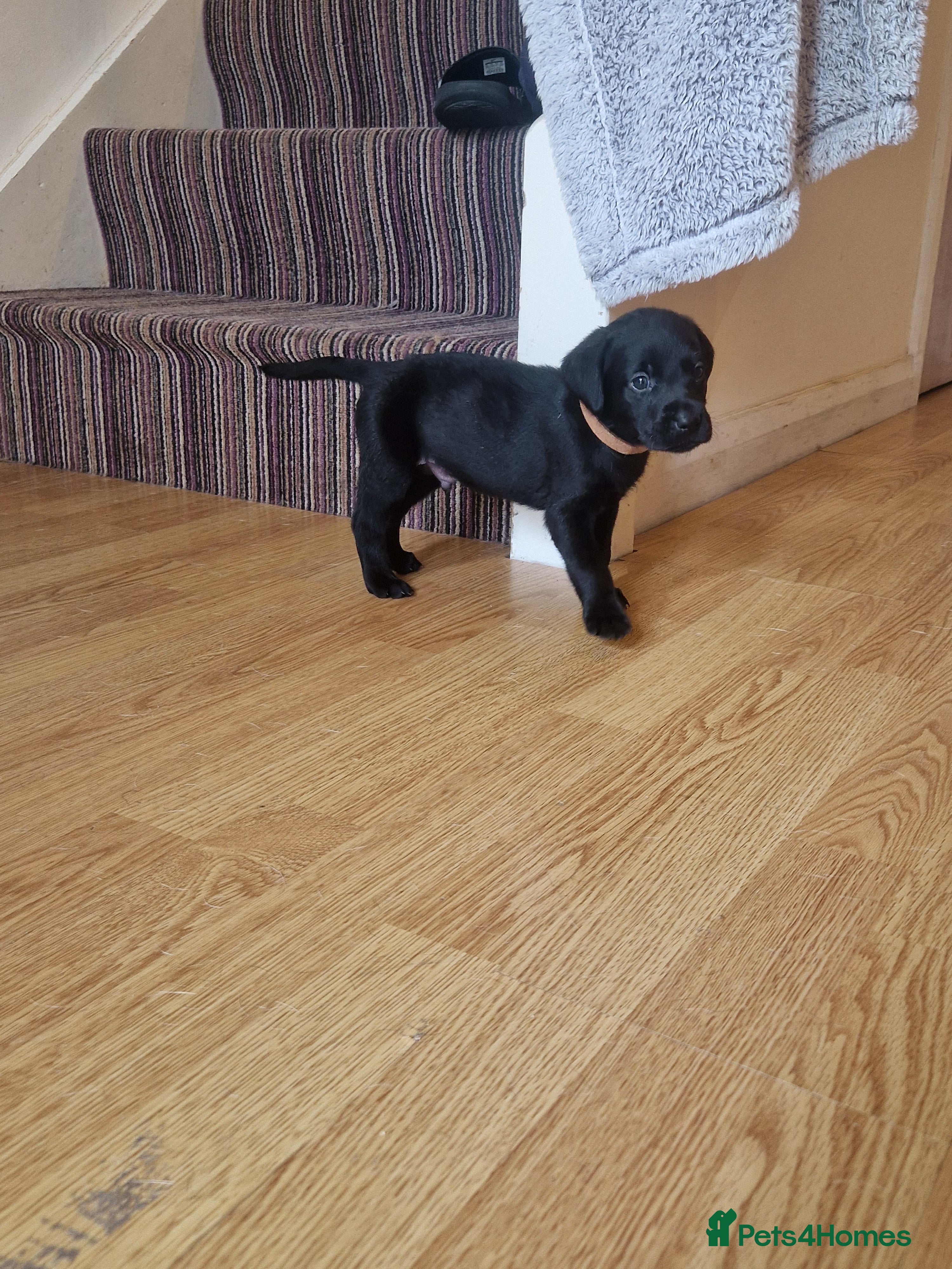 Labrador Retriever dogs Black Lab Pups INT FT Ch Sire Champion Bloodlines - Advert 2
