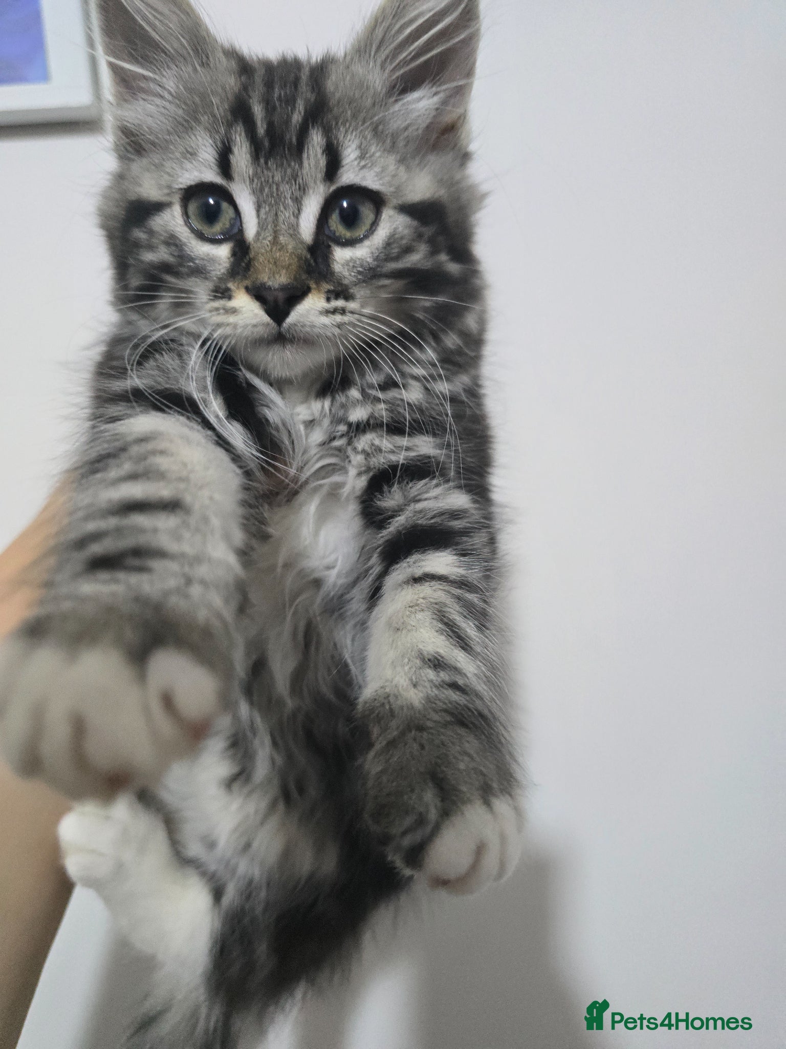 Mixed Breed cats kittens ready to go - Advert 4
