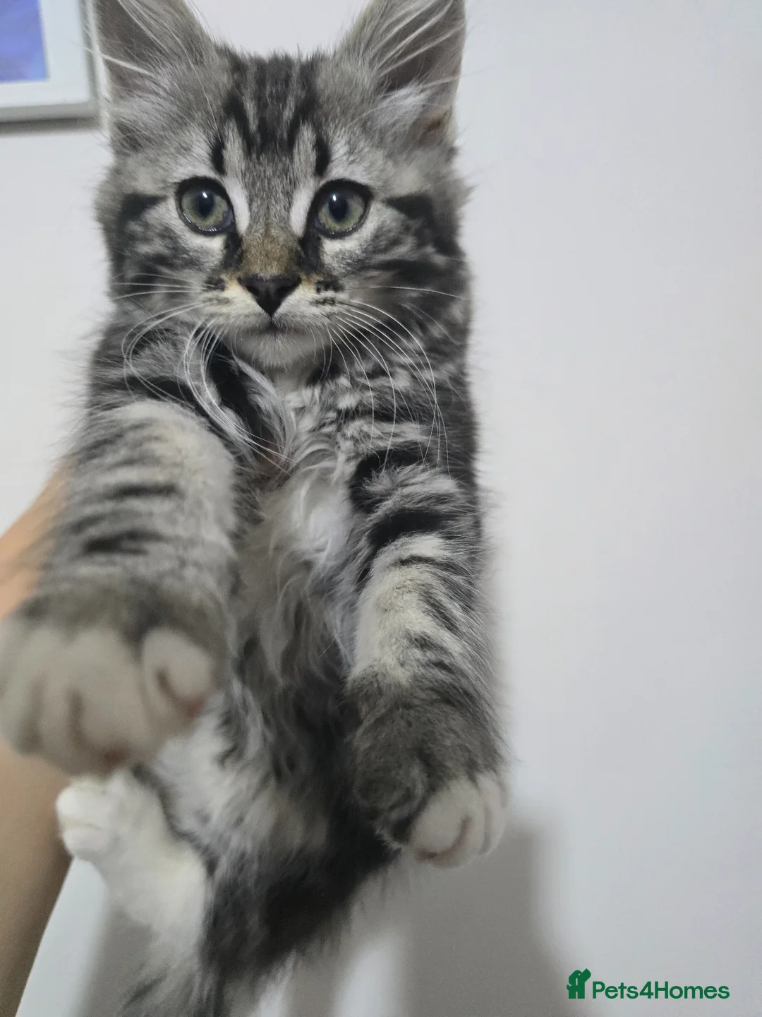 Mixed Breed cats for sale: kittens ready to go - Advert 1