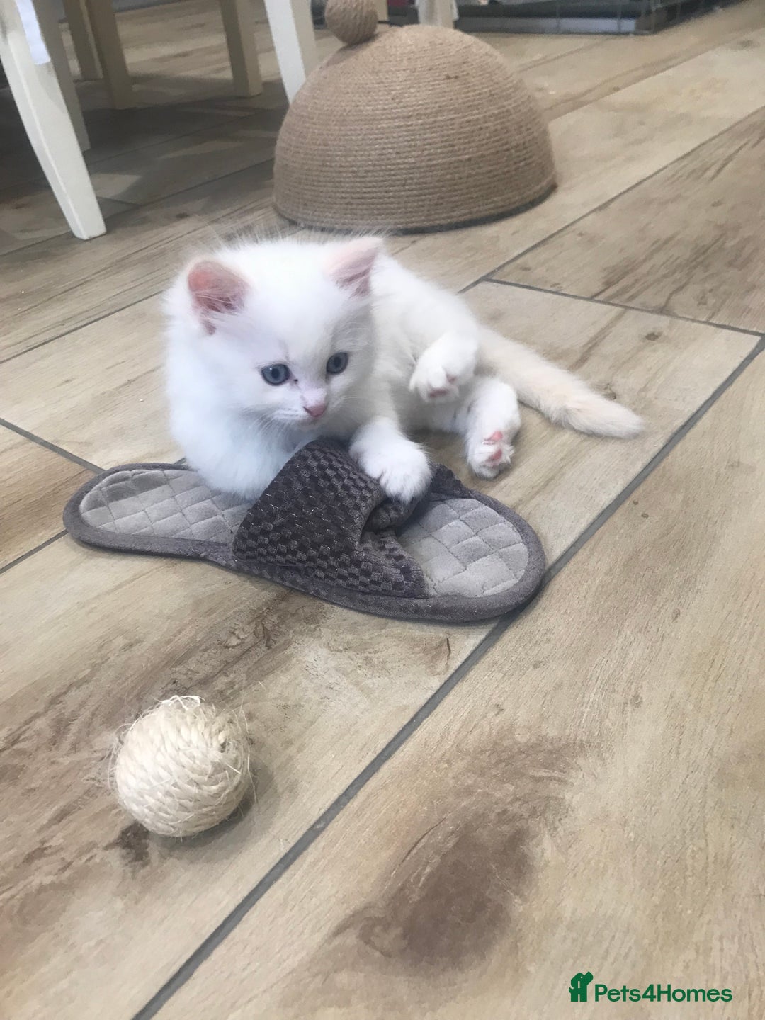 Ragdoll cats for sale: Beautiful Flame/ Cream Ragdoll kittens - Advert 18