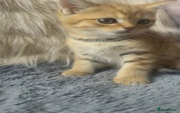 Mixed Breed cats for sale: Beautiful kittens in Leicester - Image 2