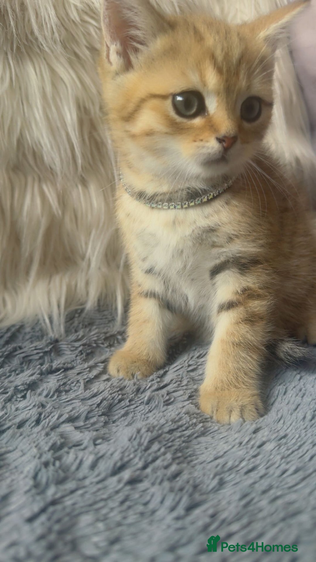 Mixed Breed cats for sale: Beautiful kittens in Leicester - Image 2