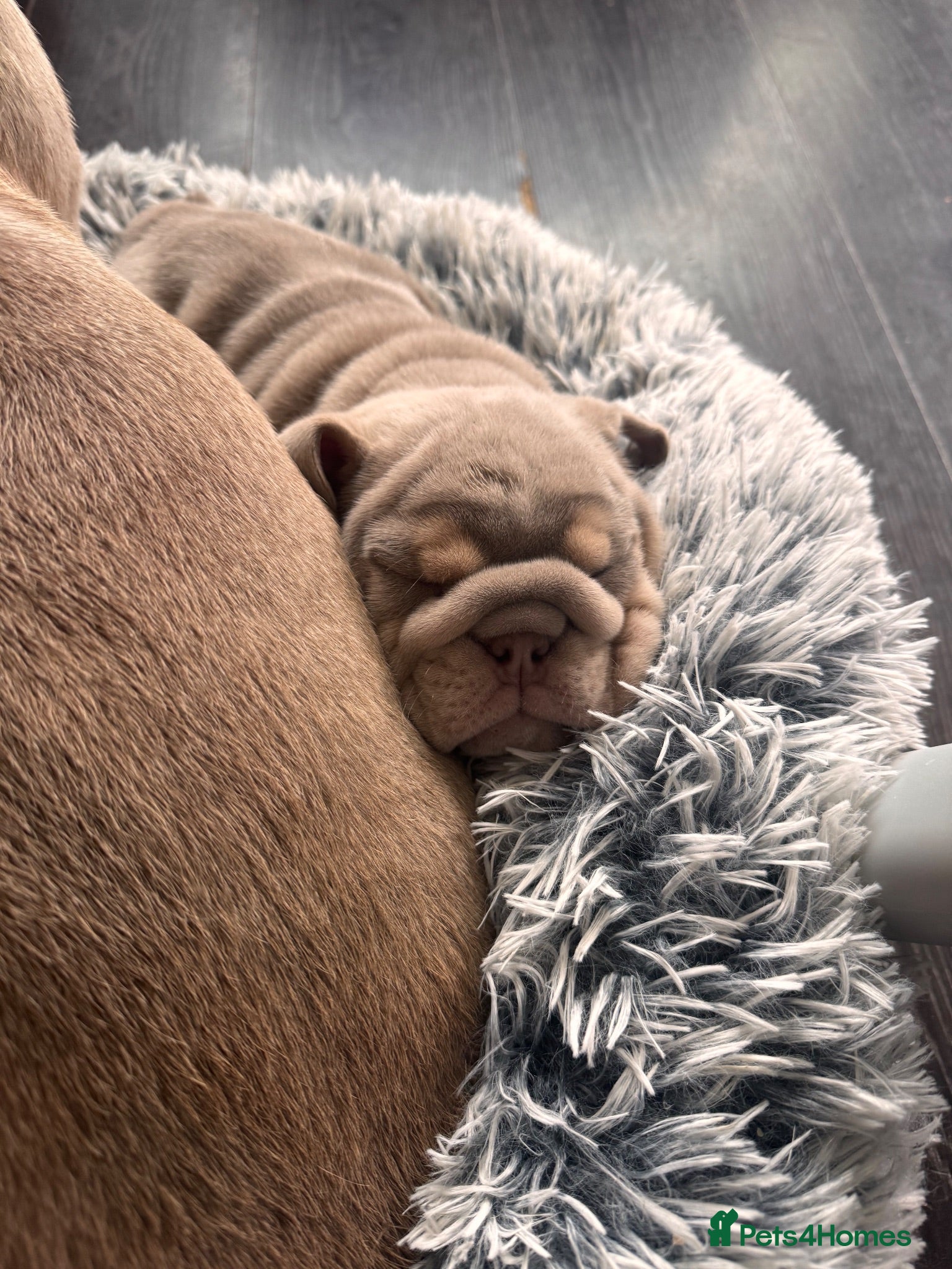 English Bulldog dogs English bulldog pups - Advert 1