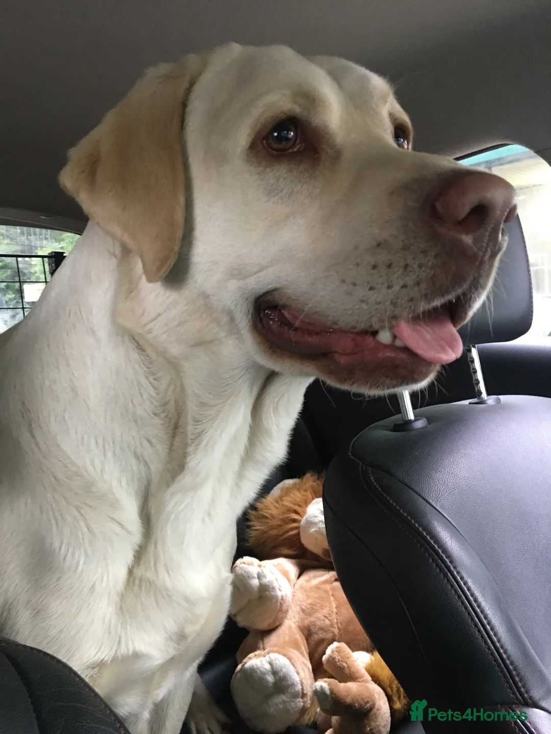 Labrador Retriever dogs for stud: KC REGISTERED 5 GENERATIONS LABRADOR  ❤️❤️❤️ in Wakefield - Advert 3