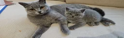 British Shorthair cats for sale: GCCF BSH Lovely Kittens - Advert 6