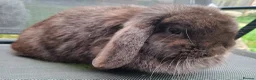 Mini Lop rabbits for sale: Various ages - Advert 16