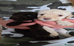 Standard Poodle dogs for sale: 7 Standard poodles for sale including 2 merle - Image 10
