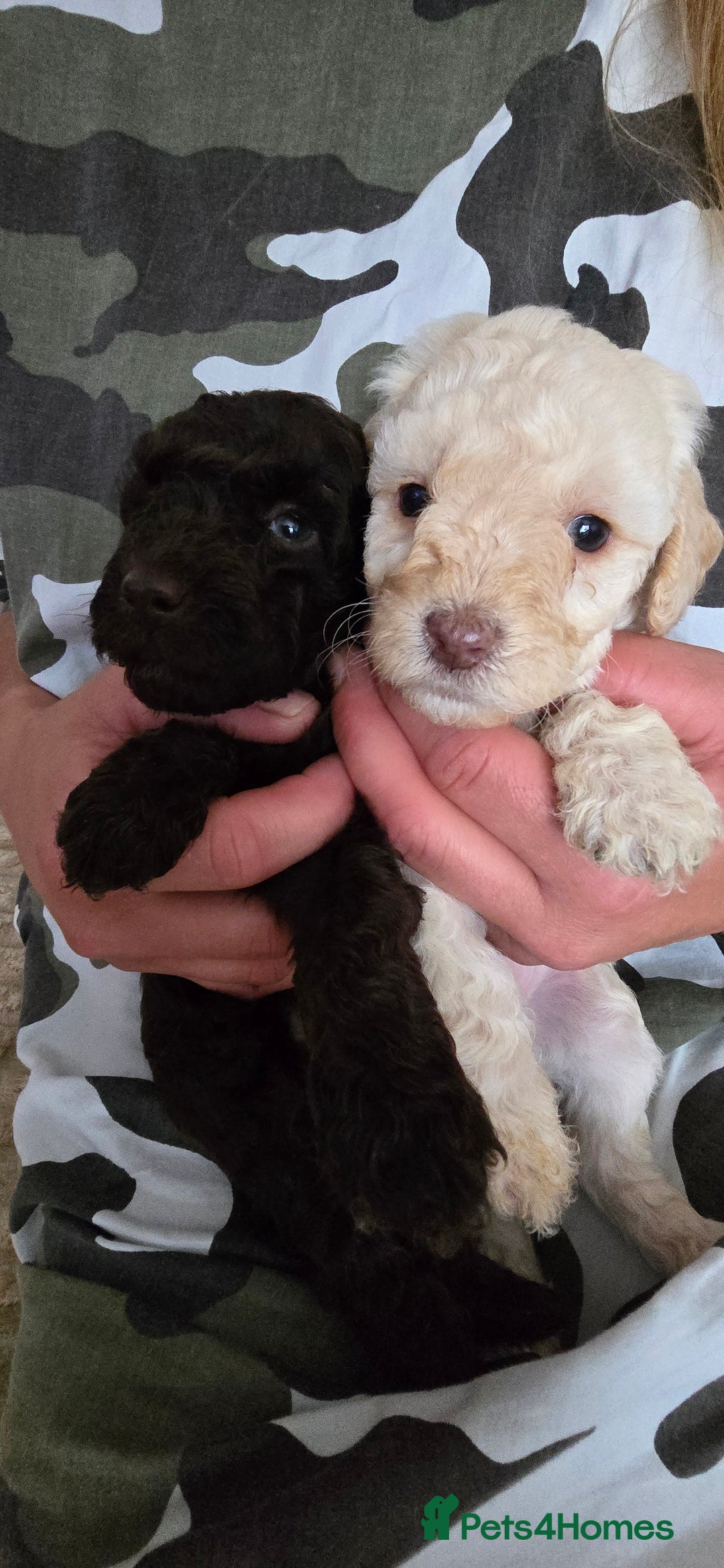 Standard Poodle dogs for sale: 7 Standard poodles for sale including 2 merle - Image 10