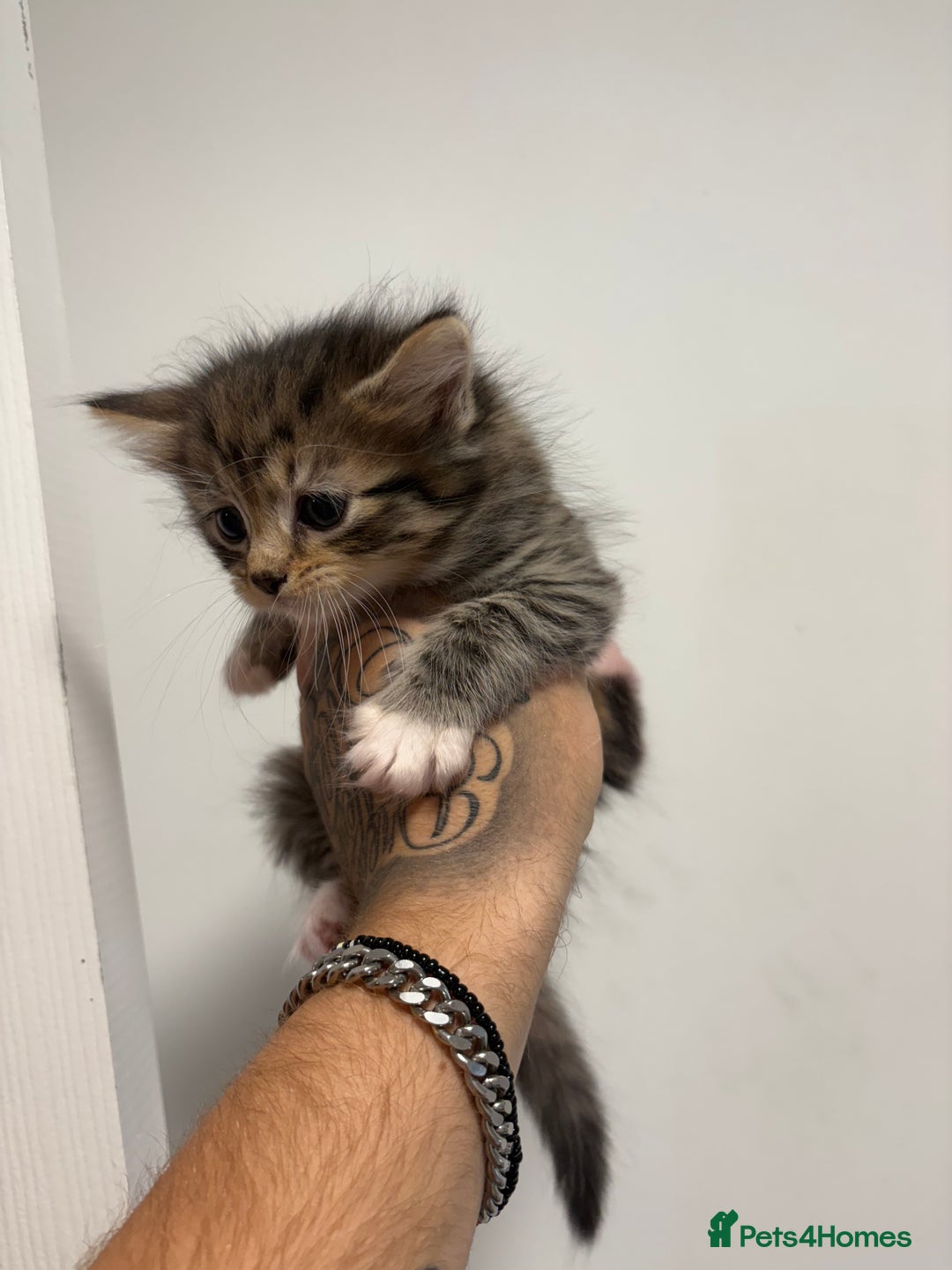 Bengal cats for sale: 1 girl LEFT 🩷tri-tabby Bengal x Siberian kitten🩷 - Image 2