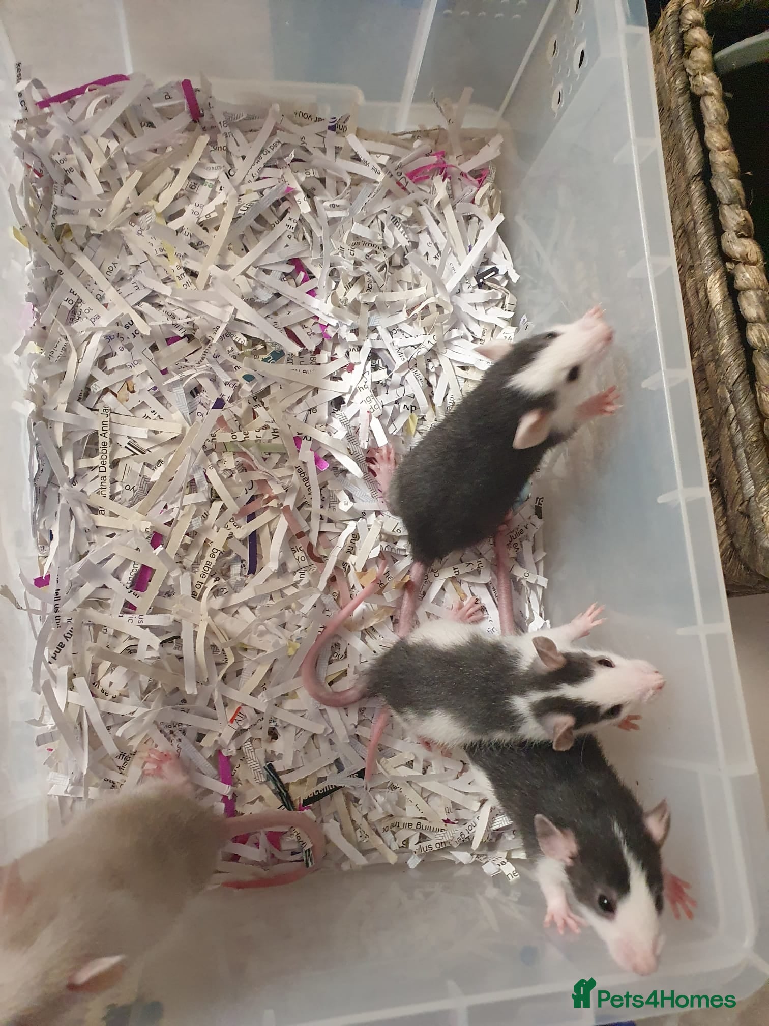 Rat rodents Fancy Rats  - Advert 5