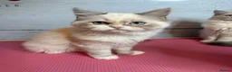 Perdoll cats for sale: ⭐️Ready Now  kittens  - Advert 1