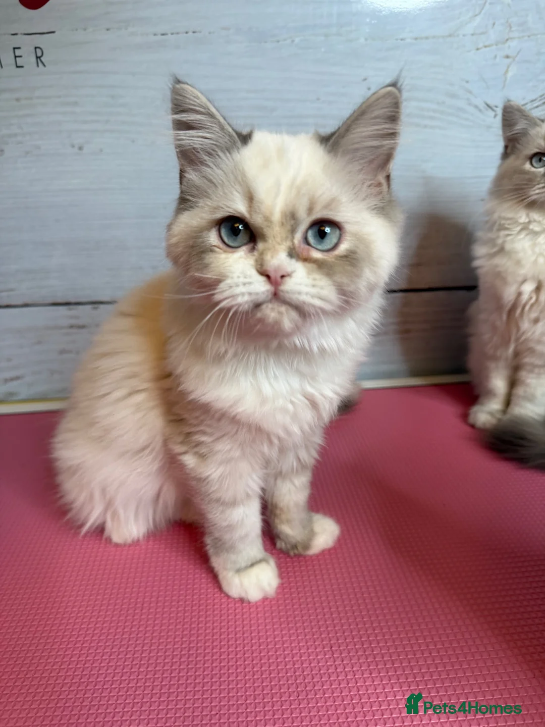 Perdoll cats for sale: ⭐️Ready Now  kittens  - Advert 1