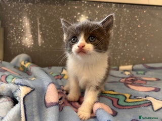 Ragamese cats 2 KITTENS LEFT! - Advert 1