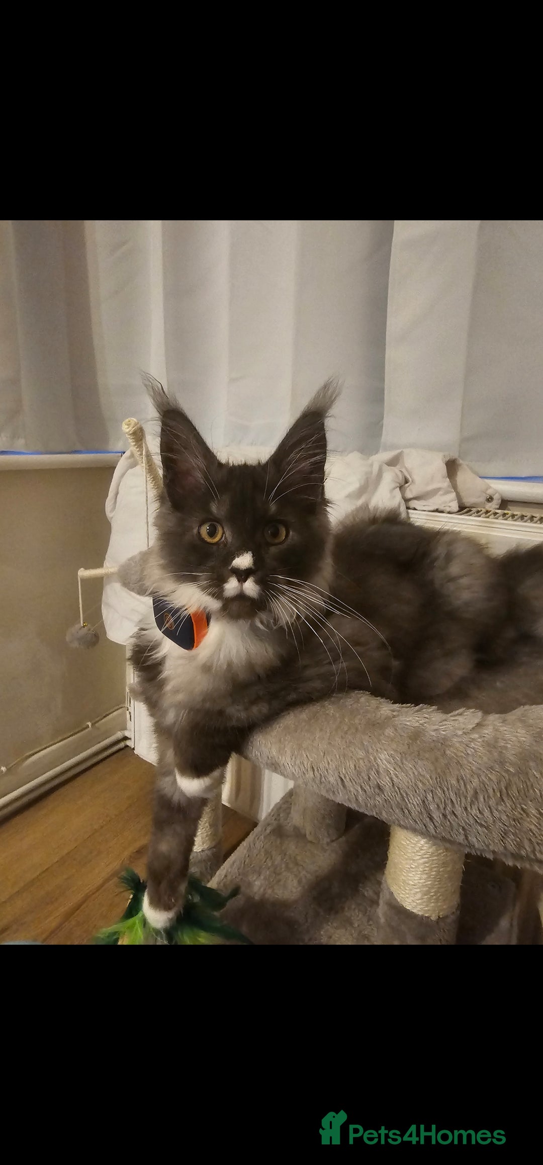Maine Coon cats for sale: Purebred Maine Coon - Advert 5